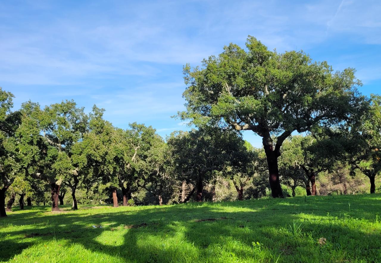 Biodiversidade 2030: CHANGE alerta para falta de ambição, financiamento estável e metas vinculativas